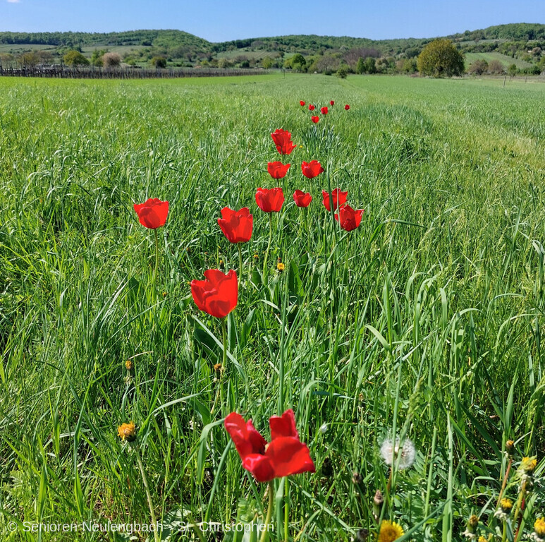 IMG E0652