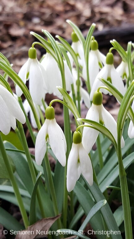 Schneeglöckchen
